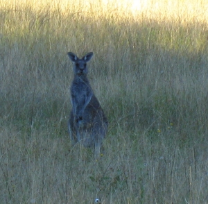 Roo - cropped off